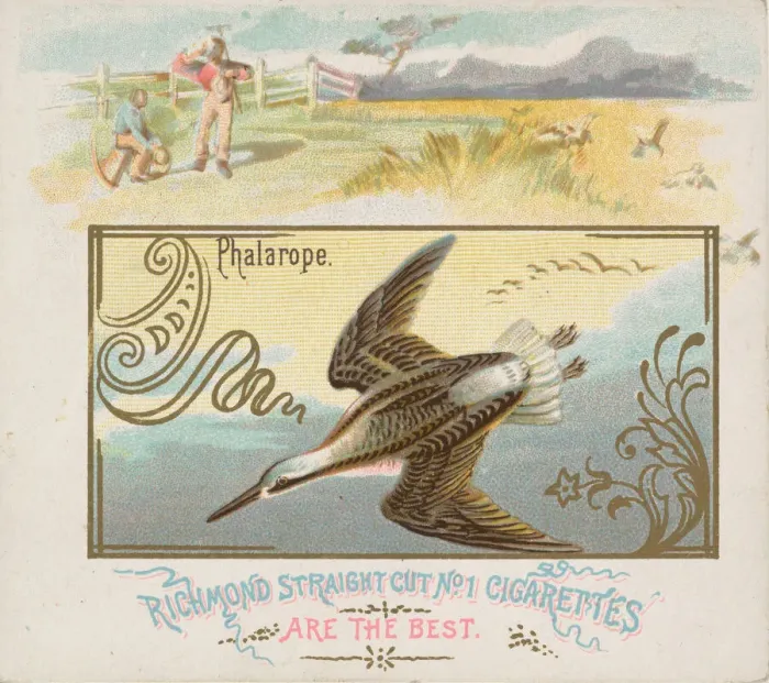 Framed Print : Phalarope, from the Game Birds series (N40) for Allen & Ginter Cigarettes, 1888-90 Framed Print : Phalarope, from the Game Birds series (N40) for Allen & Ginter Cigarettes, 1888-90
