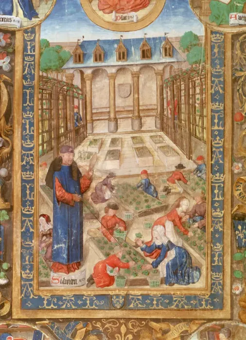 Framed Print : Pharmaceutical garden, 15th century Framed Print : Pharmaceutical garden, 15th century