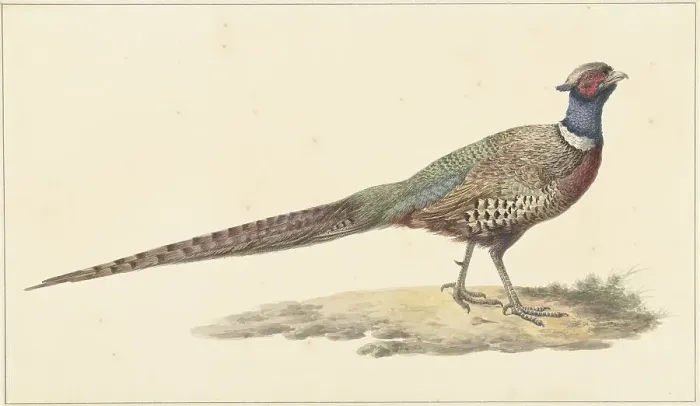 Framed Print : Pheasant, 1759-1842. Creator: Pieter Bartholomeusz. Barbiers Framed Print : Pheasant, 1759-1842. Creator: Pieter Bartholomeusz. Barbiers