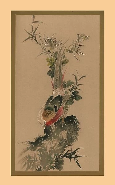 Pheasant, 1832, (1886). Artist: Witherby & Co