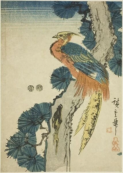 Pheasant and pine tree, c. 1847 / 52. Creator: Ando Hiroshige