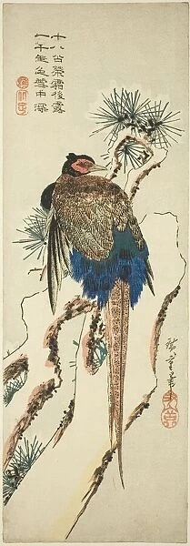 Pheasant on a Snow-Covered Pine Tree, mid-1830s. Creator: Ando Hiroshige