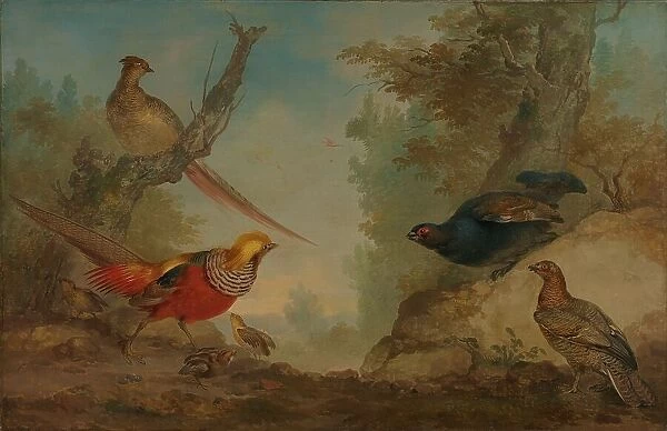 Pheasants, 1730-1760. Creator: Aert Schouman