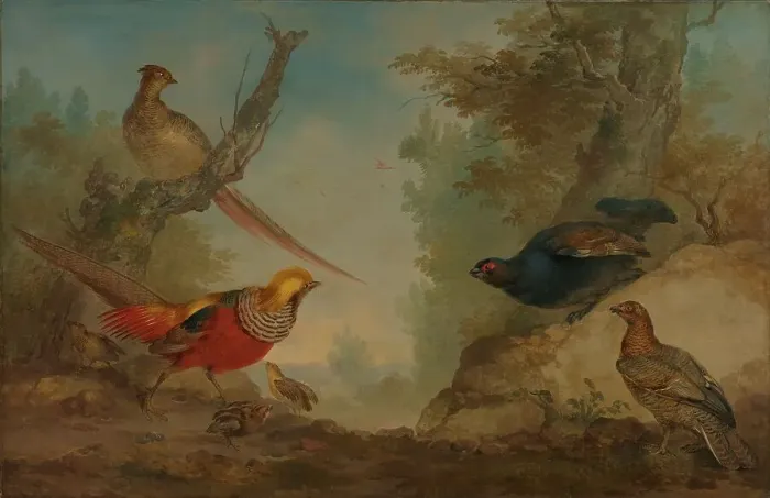 Framed Print : Pheasants, 1730-1760. Creator: Aert Schouman Framed Print : Pheasants, 1730-1760. Creator: Aert Schouman