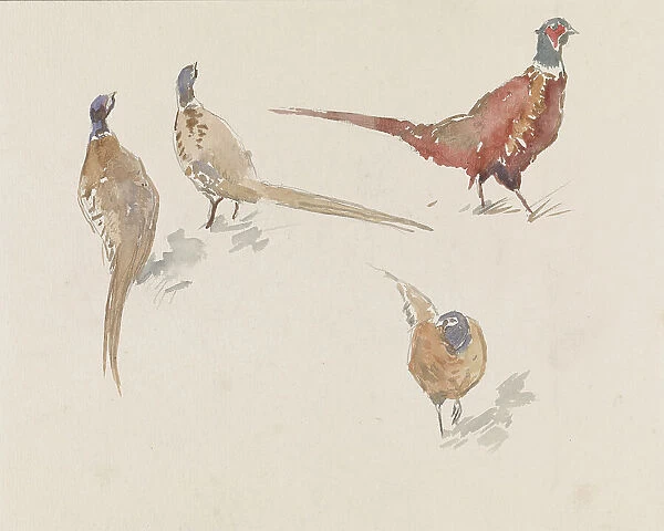 Four pheasants, 1864-1936. Creator: Johannes Cornelis van Essen