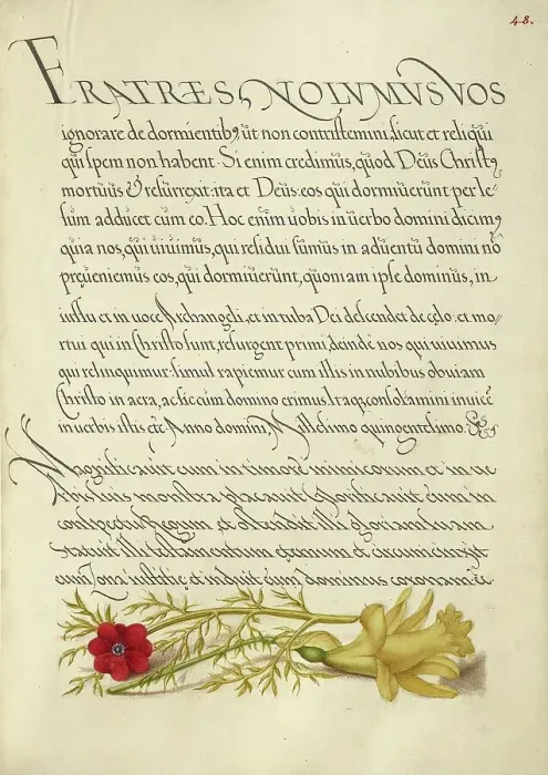 Framed Print : Pheasant's Eye and Buttercup; Mira calligraphiae monumenta, 1561-1562; illumination added 1591-1596. Creator: Joris Hoefnagel Framed Print : Pheasant's Eye and Buttercup; Mira calligraphiae monumenta, 1561-1562; illumination added 1591-1596. Creator: Joris Hoefnagel