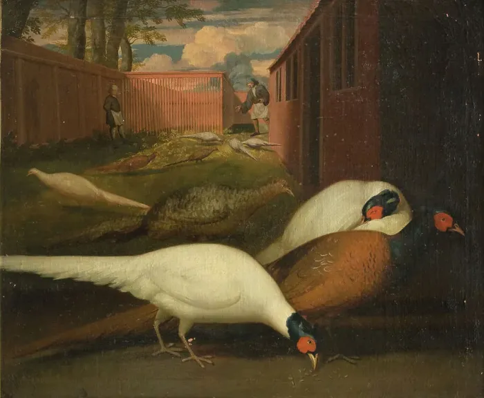 Framed Print : Pheasants in a pen, 1749-1848. Creator: Unknown Framed Print : Pheasants in a pen, 1749-1848. Creator: Unknown