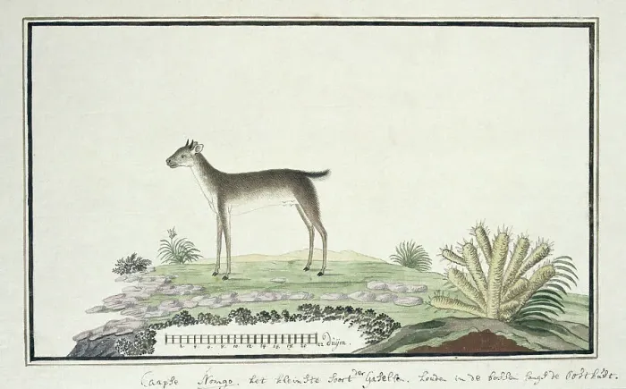 Framed Print : Philantomba monticola (Blue duiker), 1777-1786. Creator: Robert Jacob Gordon Framed Print : Philantomba monticola (Blue duiker), 1777-1786. Creator: Robert Jacob Gordon