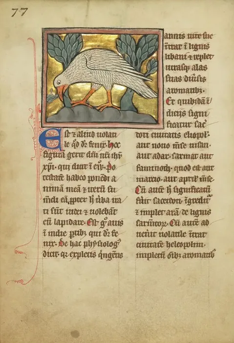 Framed Print : A Phoenix; De Natura Avium; De Pastoribus et Ovibus, 1277 or after. Creator: Unknown Framed Print : A Phoenix; De Natura Avium; De Pastoribus et Ovibus, 1277 or after. Creator: Unknown
