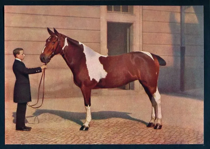 Framed Print : A photograph of a horse taken with a Zeiss Tessar lens, c1908. Artist: Franz Kuhn Framed Print : A photograph of a horse taken with a Zeiss Tessar lens, c1908. Artist: Franz Kuhn