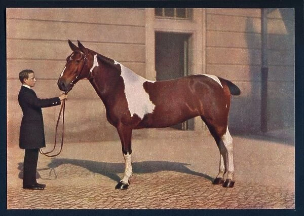 A photograph of a horse taken with a Zeiss Tessar lens, c1908. Artist: Franz Kuhn