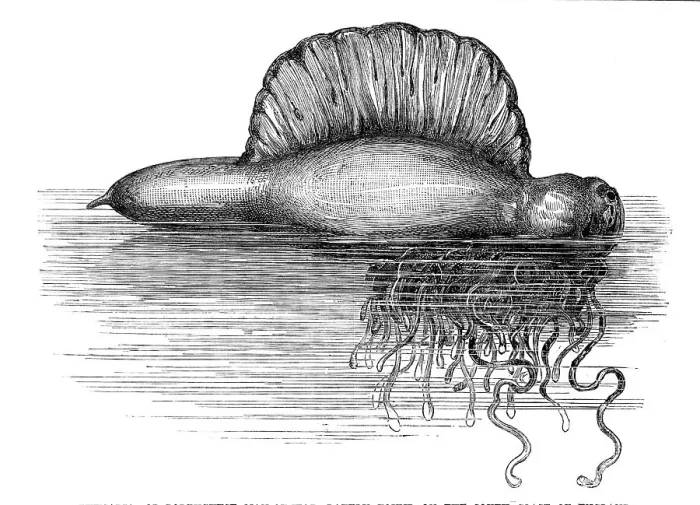 Framed Print : Physalia, or Portuguese Man-of-War, lately found on the south coast of England, 1869. Creator: Unknown Framed Print : Physalia, or Portuguese Man-of-War, lately found on the south coast of England, 1869. Creator: Unknown