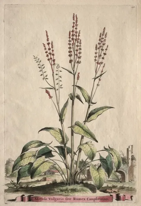Framed Print : Phytographia Curiosa: Acetosa Vulgaris sive Rumex Canpferinus. Creator: Abraham Munting (Dutch Framed Print : Phytographia Curiosa: Acetosa Vulgaris sive Rumex Canpferinus. Creator: Abraham Munting (Dutch
