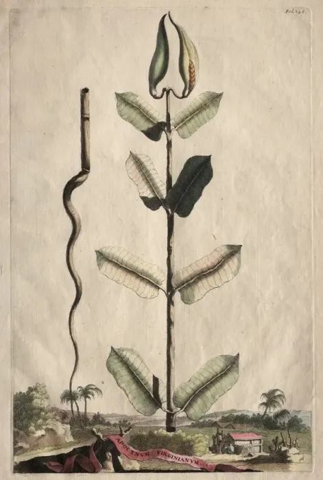 Framed Print : Phytographia Curiosa: Apocynum Virginianum. Creator: Abraham Munting (Dutch, 1626-1683) Framed Print : Phytographia Curiosa: Apocynum Virginianum. Creator: Abraham Munting (Dutch, 1626-1683)