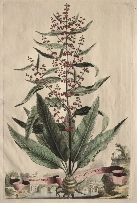 Framed Print : Phytographia Curiosa: Britannica Antiquorum Vera. Creator: Abraham Munting (Dutch, 1626-1683) Framed Print : Phytographia Curiosa: Britannica Antiquorum Vera. Creator: Abraham Munting (Dutch, 1626-1683)