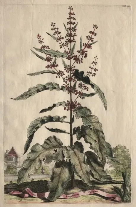 Framed Print : Phytographia Curiosa: Lapathum Longifolium Crispum. Creator: Abraham Munting (Dutch, 1626-1683) Framed Print : Phytographia Curiosa: Lapathum Longifolium Crispum. Creator: Abraham Munting (Dutch, 1626-1683)
