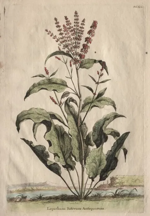 Framed Print : Phytographia Curiosa: Lapathum Sativum Antiquorum. Creator: Abraham Munting (Dutch, 1626-1683) Framed Print : Phytographia Curiosa: Lapathum Sativum Antiquorum. Creator: Abraham Munting (Dutch, 1626-1683)
