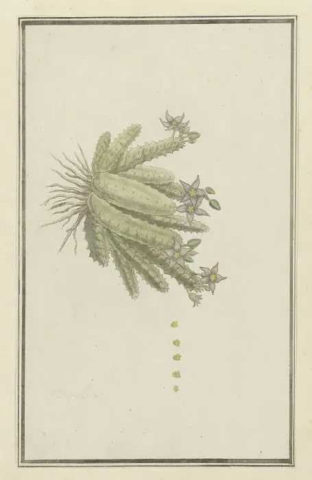 Framed Print : Piaranthus geminatus (Masson) N.E. Br.(Milkweed), 1777-1786. Creator: Robert Jacob Gordon Framed Print : Piaranthus geminatus (Masson) N.E. Br.(Milkweed), 1777-1786. Creator: Robert Jacob Gordon