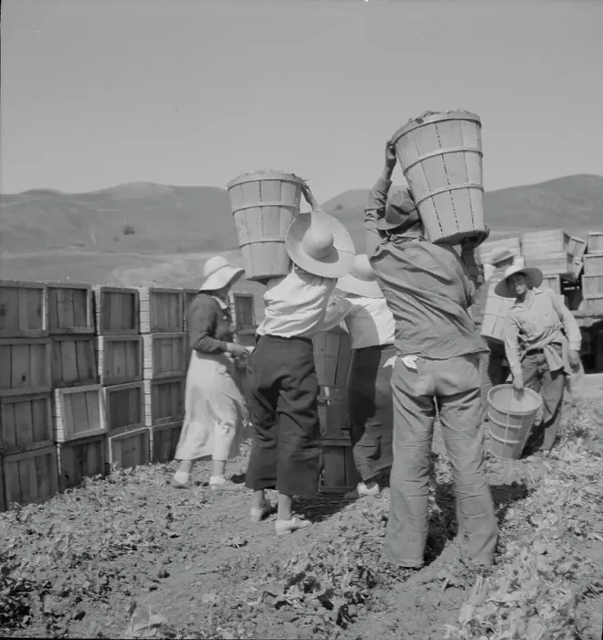 Framed Print : Picker carrying peas to the weighmaster, near Santa Clara, California, 1937. Creator: Dorothea Lange Framed Print : Picker carrying peas to the weighmaster, near Santa Clara, California, 1937. Creator: Dorothea Lange