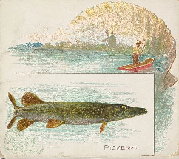 Pickerel, from Fish from American Waters series (N39) for Allen & Ginter Cigarettes