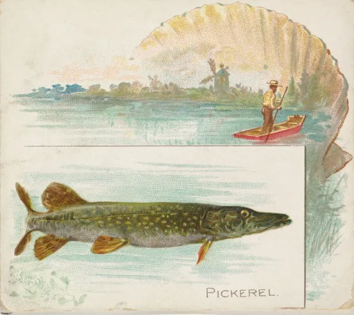 Framed Print : Pickerel, from Fish from American Waters series (N39) for Allen & Ginter Cigarettes Framed Print : Pickerel, from Fish from American Waters series (N39) for Allen & Ginter Cigarettes