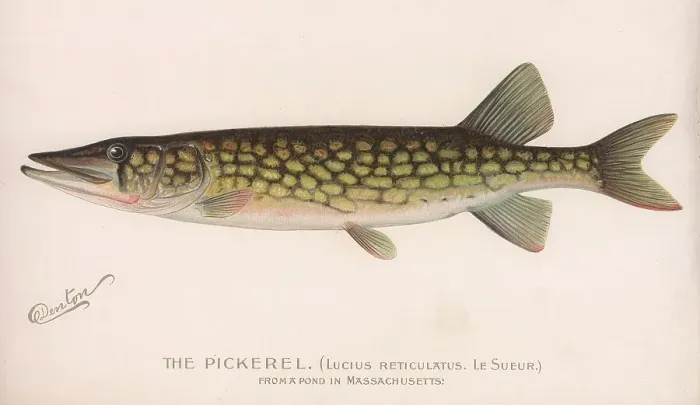Framed Print : The Pickerel (Lucius Reticulatus. Le Sueur. ), c. 1920s Framed Print : The Pickerel (Lucius Reticulatus. Le Sueur. ), c. 1920s