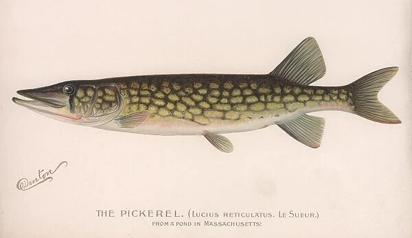 The Pickerel (Lucius Reticulatus. Le Sueur. ), c. 1920s