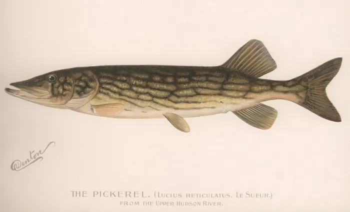 Framed Print : The Pickerel (Lucius Reticulatus. Le Sueur), c. 1920s Framed Print : The Pickerel (Lucius Reticulatus. Le Sueur), c. 1920s