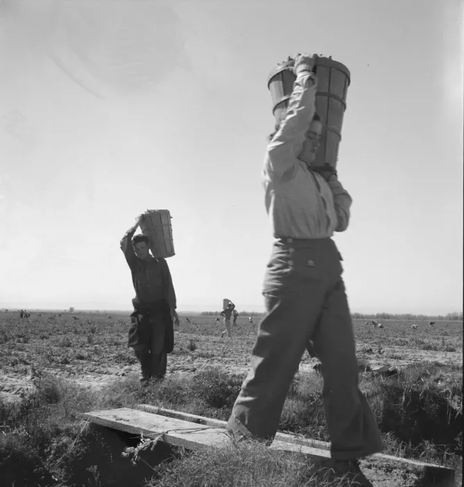 Framed Print : Pickers coming into the weigh master, pea field near Calipatria, California, 1939. Creator: Dorothea Lange Framed Print : Pickers coming into the weigh master, pea field near Calipatria, California, 1939. Creator: Dorothea Lange
