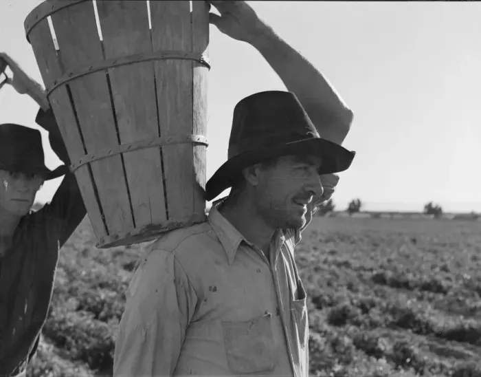 Framed Print : Pickers coming into the weigh master, pea field near Calipatria, California, 1939. Creator: Dorothea Lange Framed Print : Pickers coming into the weigh master, pea field near Calipatria, California, 1939. Creator: Dorothea Lange