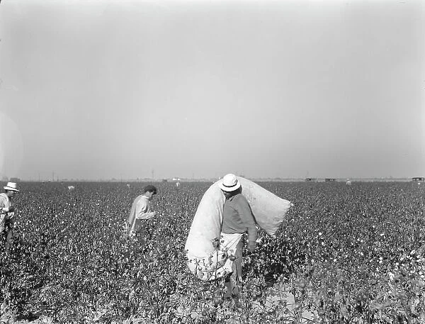 Pickers in cotton field, Southern San Joaquin Valley, California, 1936. Creator: Dorothea Lange