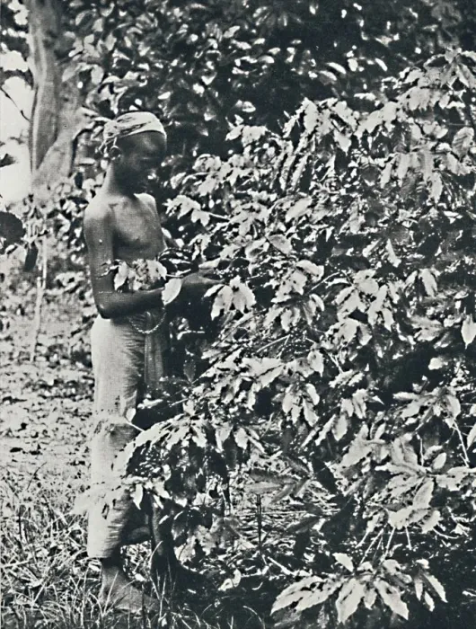Framed Print : Picking Coffee, 1916 Framed Print : Picking Coffee, 1916