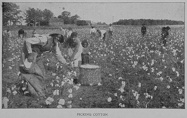 Picking cotton. 1902. Creator: Unknown