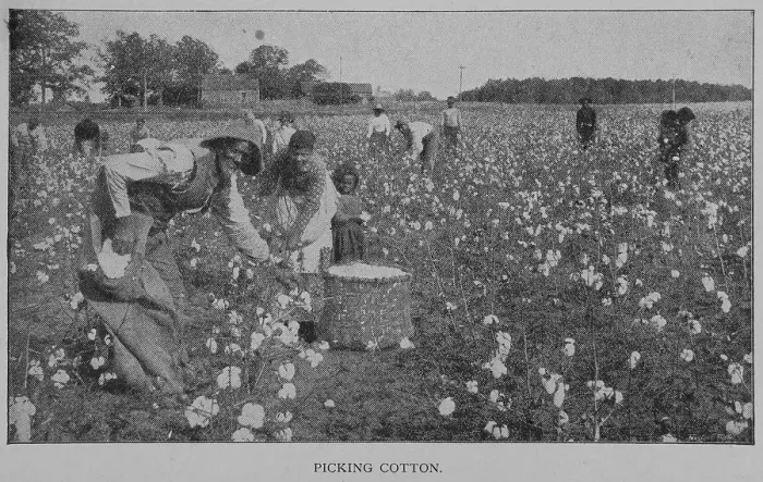 Framed Print : Picking cotton. 1902. Creator: Unknown Framed Print : Picking cotton. 1902. Creator: Unknown