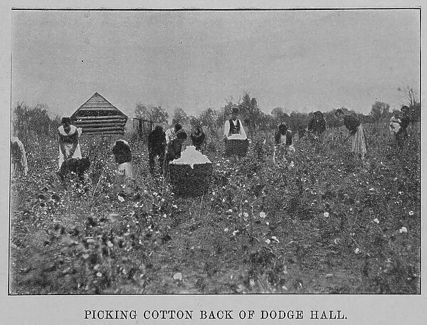 Picking cotton back of Dodge Hall, 1903. Creator: Unknown