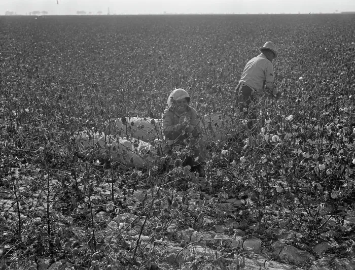 Framed Print : Picking cotton, San Joaquin Valley, California, 1936. Creator: Dorothea Lange Framed Print : Picking cotton, San Joaquin Valley, California, 1936. Creator: Dorothea Lange