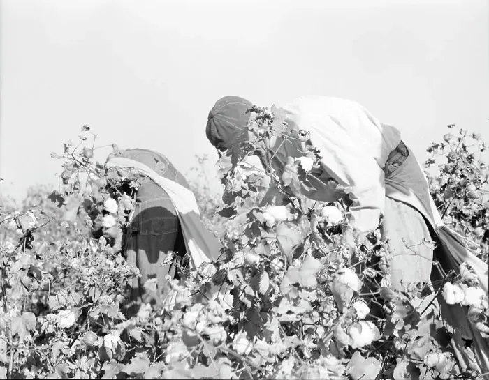 Framed Print : Picking cotton, San Joaquin Valley, California, 1936. Creator: Dorothea Lange Framed Print : Picking cotton, San Joaquin Valley, California, 1936. Creator: Dorothea Lange