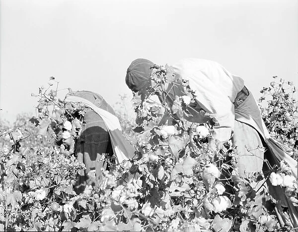 Picking cotton, San Joaquin Valley, California, 1936. Creator: Dorothea Lange
