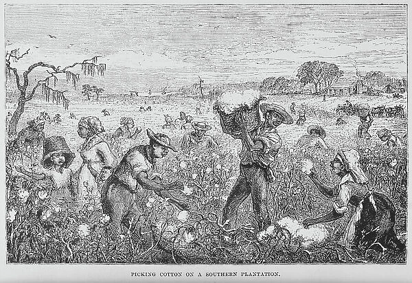 Picking cotton on a southern plantation, 1882. Creator: Unknown