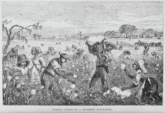 Framed Print : Picking cotton on a southern plantation, 1882. Creator: Unknown Framed Print : Picking cotton on a southern plantation, 1882. Creator: Unknown