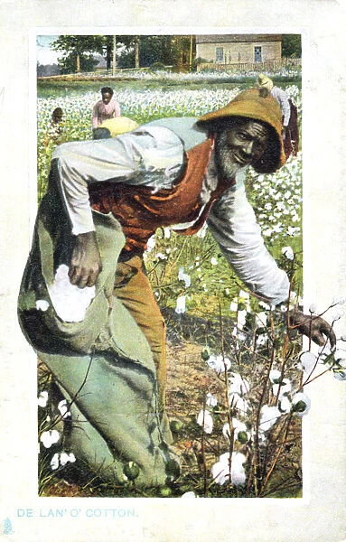 Picking cotton, USA, postcard, c1900