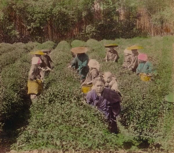 Picking the famous Uji Tea near Tokyo, Japan, 1896