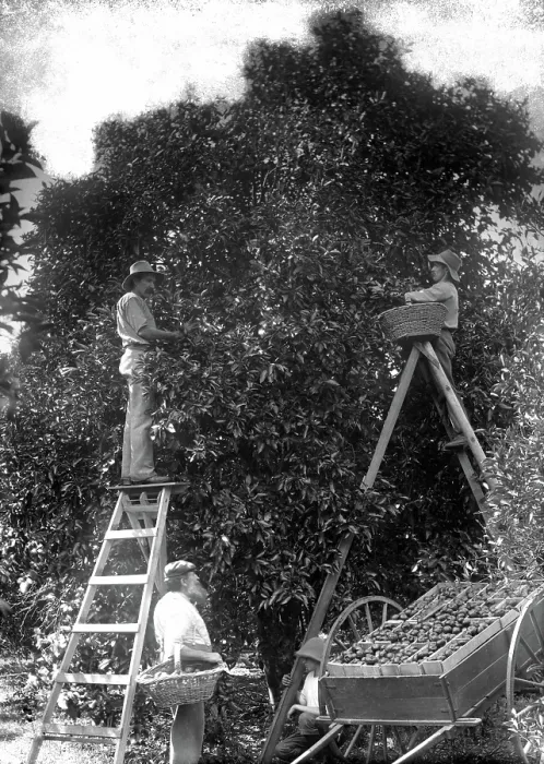 Framed Print : Picking oranges (Frederick George Walker beside cart - Upper Coomera), c1880s Framed Print : Picking oranges (Frederick George Walker beside cart - Upper Coomera), c1880s