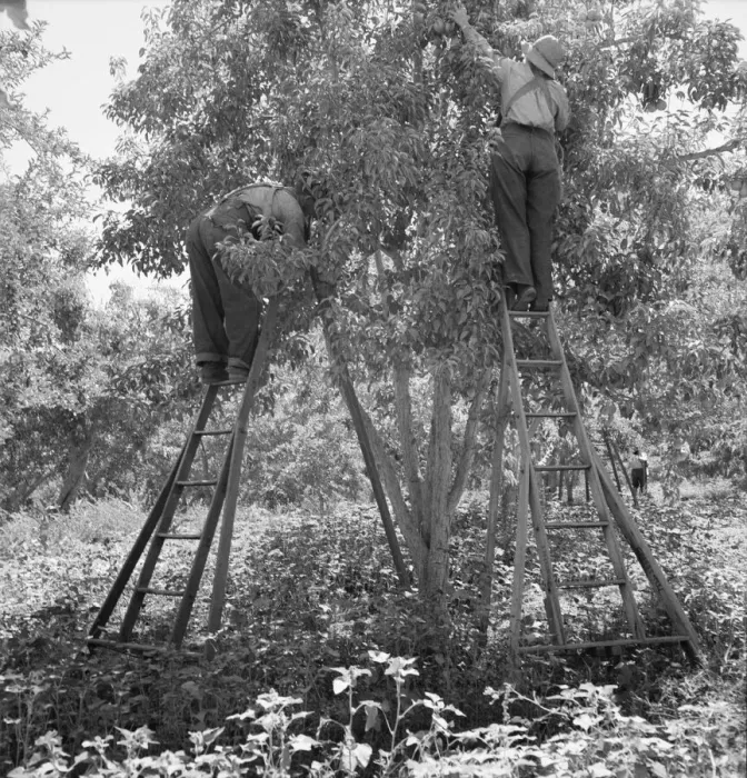 Framed Print : Picking pears, Pleasant Hill Orchard, Yakima Valley, Washington, 1939. Creator: Dorothea Lange Framed Print : Picking pears, Pleasant Hill Orchard, Yakima Valley, Washington, 1939. Creator: Dorothea Lange