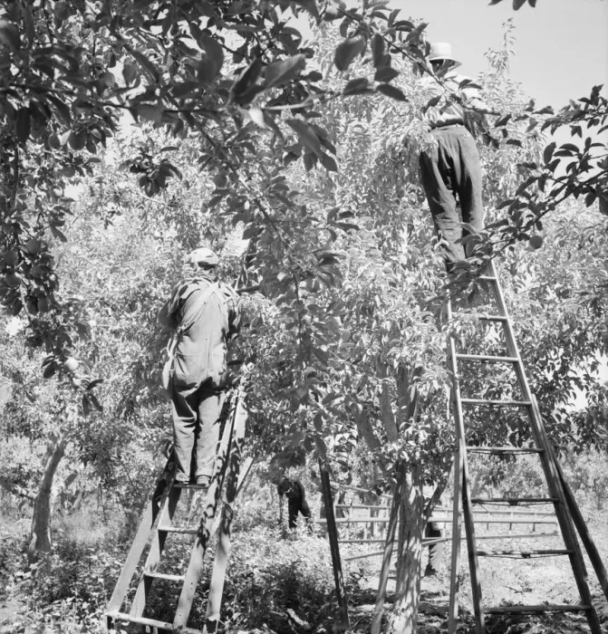 Framed Print : Picking pears, Pleasant Hill Orchards, Yakima Valley, Washington, 1939. Creator: Dorothea Lange Framed Print : Picking pears, Pleasant Hill Orchards, Yakima Valley, Washington, 1939. Creator: Dorothea Lange