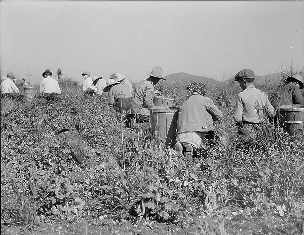 Picking peas near Nipomo, California, 1937. Creator: Dorothea Lange