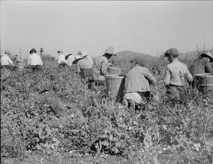 Framed Print : Picking peas near Nipomo, California, 1937. Creator: Dorothea Lange Framed Print : Picking peas near Nipomo, California, 1937. Creator: Dorothea Lange