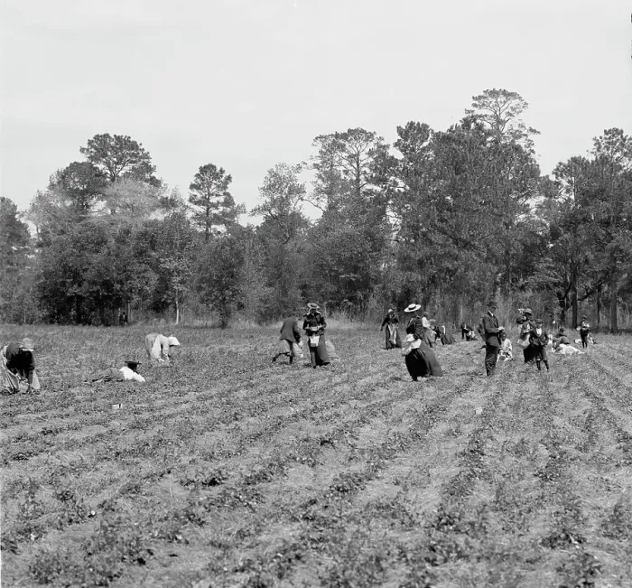 Framed Print : Picking strawberries, Charleston, S.C. c.between 1910 and 1920. Creator: Unknown Framed Print : Picking strawberries, Charleston, S.C. c.between 1910 and 1920. Creator: Unknown