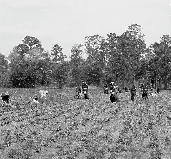 Picking strawberries, Charleston, S.C. c.between 1910 and 1920. Creator: Unknown