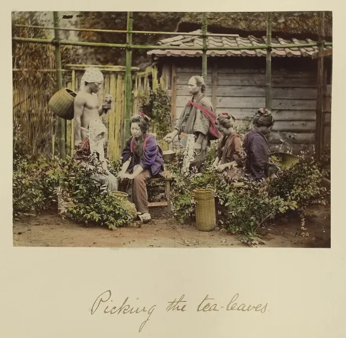 Framed Print : Picking the Tea Leaves, about 1873-1883. Creator: Shinichi Suzuki I Framed Print : Picking the Tea Leaves, about 1873-1883. Creator: Shinichi Suzuki I